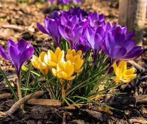 Krokusy, Wiosna, Żółte, Fioletowe, Kwiaty