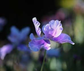 Tulipan, Kwiat, Różowo-fioletowy