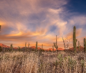 Góry, Kaktusy, Zachód słońca, Trawa, Arizona, Park Narodowy Saguaro, Stany Zjednoczone, Karnegie olbrzymie
