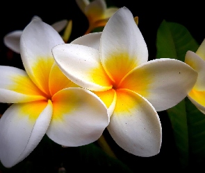 Czarne, Tło, Kwiaty, Plumeria