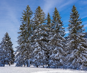 Sosny, Śnieg, Zima, Drzewa