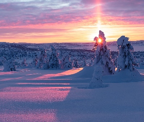 Wschód słońca, Drzewa, Ośnieżone, Śnieg, Zima