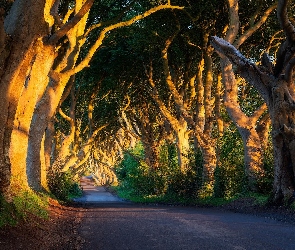 Droga, Buki, Aleja bukowa, Drzewa, Hrabstwo Antrim, Dark Hedges, Irlandia Północna, Słoneczne światło