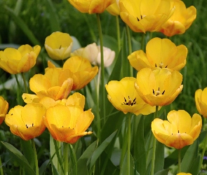 Zbliżenie, Tulipany, Kwiaty, Żółte