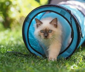 Kot ragdoll, Niebieski, Puszysty, Oczy, Trawa, Niebieskie, Rozmycie, Tunel