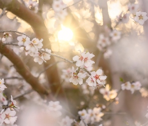 Kwiaty, Zamglenie, Promienie słońca, Gałęzie, Drzewo owocowe
