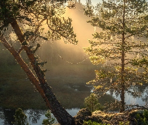 Rosja, Karelia, Pajęczyny, Drzewa, Kamienie, Jezioro Ładoga