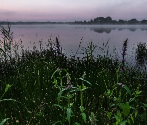 Mgła, Poranek, Rośliny, Drzewa, Jezioro