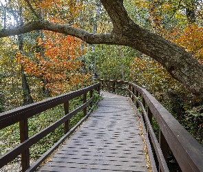 Las, Drzewa, Jesień, Most