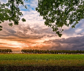 Liście, Gałęzie, Chmury, Zachód słońca, Drzewa, Łąka