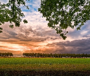 Liście, Gałęzie, Chmury, Zachód słońca, Drzewa, Łąka