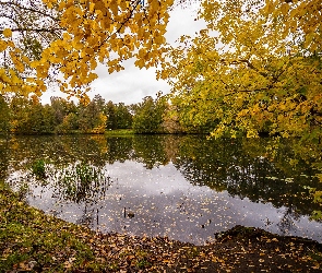 Jesień, Gałęzie, Staw, Park, Liście, Drzewa