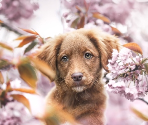 Drzewo owocowe, Kwiaty, Brązowy, Rozmycie, Retriever z Nowej Szkocji, Pies, Szczeniak