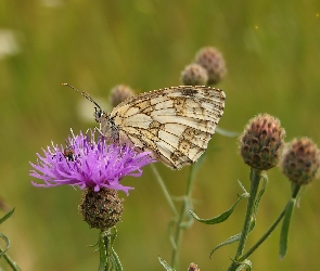 Chaber driakiewnik, Kwiat, Motyl, Polowiec szachownica