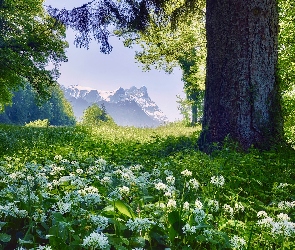 Wiosna, Czosnek niedźwiedzi, Drzewo, Góry