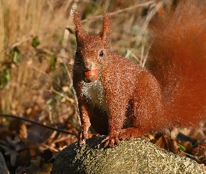 Orzech, Kamień, Wiewiórka