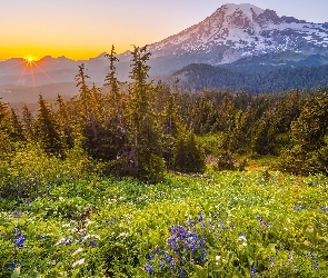 Góry, Łubin, Park Narodowy Mount Rainier, Kwiaty, Stan Waszyngton, Drzewa, Stany Zjednoczone, Promienie słońca