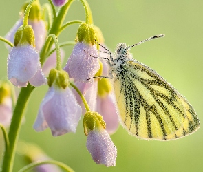 Kwiaty, Liliowe, Bielinek bytomkowiec, Motyl, Zbliżenie, Gałązka