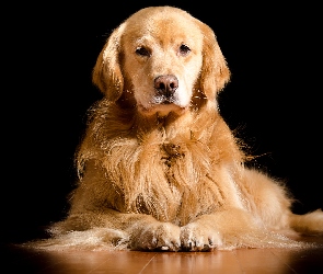 Golden retriever, Leżący, Pies