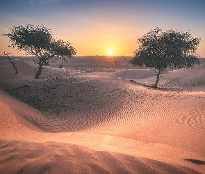 Wahiba Sands, Pustynia, Piasek, Oman, Wschód słońca, Wydmy, Drzewa