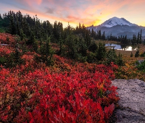 Roślinność, Skały, Drzewa, Kolorowa, Park Narodowy Mount Rainier, Stan Waszyngton, Góry, Lasy, Stany Zjednoczone, Jezioro