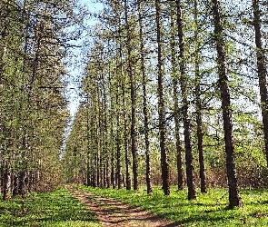 Ścieżka, Modrzewie, Las, Drzewa