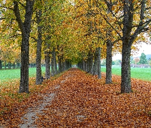 Liście, Opadłe, Drzewa, Park, Aleja, Jesień, Kasztanowce