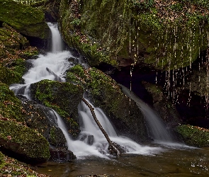 Stany Zjednoczone, Rośliny, Skały, Omszałe, Big Creek, Rzeka