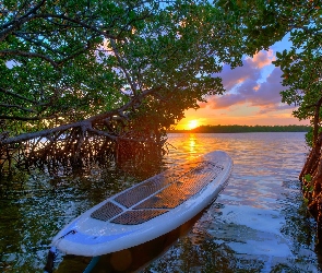 Drzewa, Deska surfingowa, Floryda, Zachód słońca, Lake Worth Lagoon, Stany Zjednoczone, Jezioro