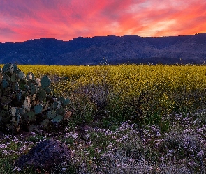 Kaktusy, Zachód słońca, Arizona, Stany Zjednoczone, Góry, Bradshaw Mountains