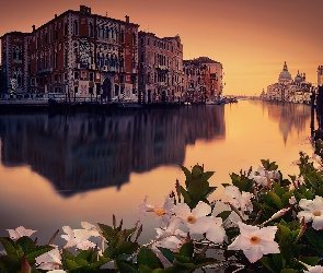 Wenecja, Kwiaty, Domy, Kanał, Włochy