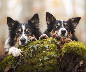 Dwa, Border collie, Psy