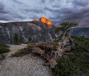 Kalifornia, Park Narodowy Yosemite, Szczyt Half Dome, Stany Zjednoczone, Konar, Góry, Drzewa