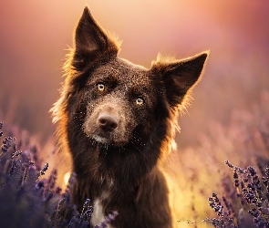 Lawenda, Border collie, Brązowy, Pies