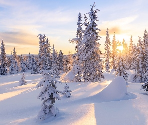 Śnieg, Słońce, Ośnieżone, Zima, Drzewa, Las