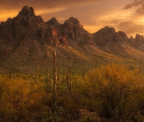 Arizona, Trawa, Park Narodowy Saguaro, Stany Zjednoczone, Karnegie olbrzymie, Góry, Kaktusy