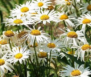 Zbliżenie, Margerytki, Kwiaty