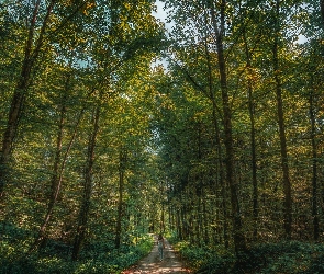 Spacer, Kobieta, Drzewa, Las, Rośliny, Ścieżka