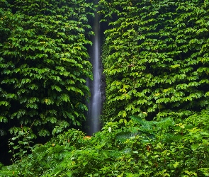 Bali, Rośliny, Leke Leke Waterfall, Indonezja, Liście, Wodospad, Drzewa