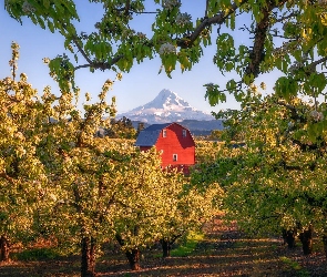 Dom, Mount Hood, Oregon, Drzewa owocowe, Góra, Stany Zjednoczone, Stratowulkan