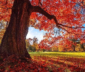 Drzewo, Liście, Jesień, Dąb, Park