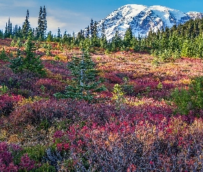 Drzewa, Kolorowe, Stany Zjednoczone, Mount Rainier, Rośliny, Chmury, Waszyngton, Góry, Łąka, Park Narodowy Mount Rainier, Stratowulkan