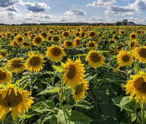 Słoneczniki, Kwiaty, Pole, Żółte