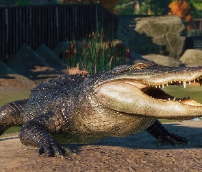 Gra, Planet Zoo, Aligator