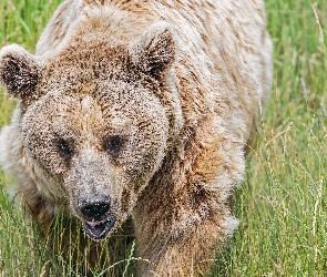 Trawa, Zbliżenie, Niedźwiedź brunatny