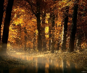 Drzewa, Las, Strumień, Jesień