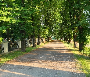 Słoneczny blask, Park, Aleja, Droga, Drzewa, Kasztanowce