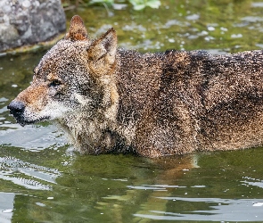 Drapieżnik, Woda, Wilk