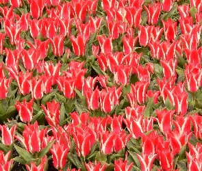 Plantacja, Tulipanów, Białych, Ozdobnych, Czerwono