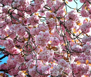 Kwitnienie, Wiosna, Drzewo owocowe
